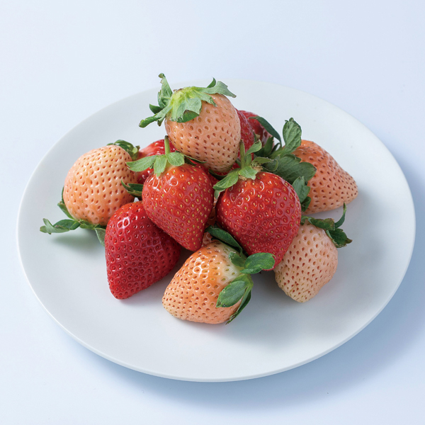 gMtg (kohaku24-30)y͂ԁF12{`z